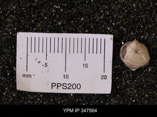 Limopsis striatopunctatus
