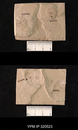 undet. Brachycera