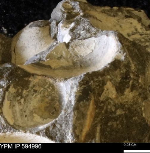 Protocardia sp.