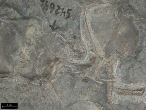 Aplocoma damesii