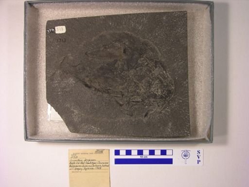 Coccosteus decipiens