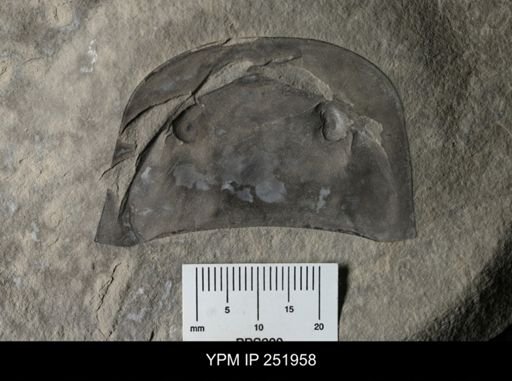 Eurypterus sp.