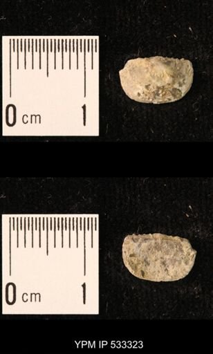 Chonetes sp.