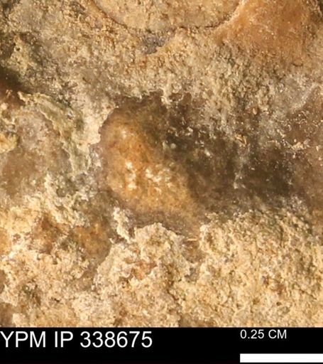 undet. Mollusca
