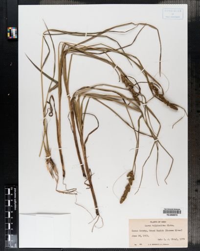 Carex vulpinoidea