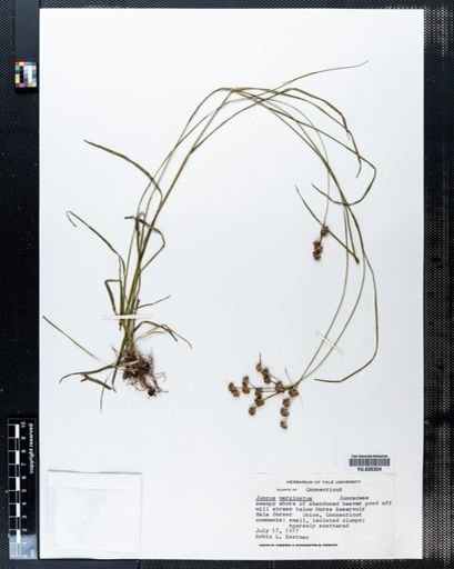 Juncus marginatus