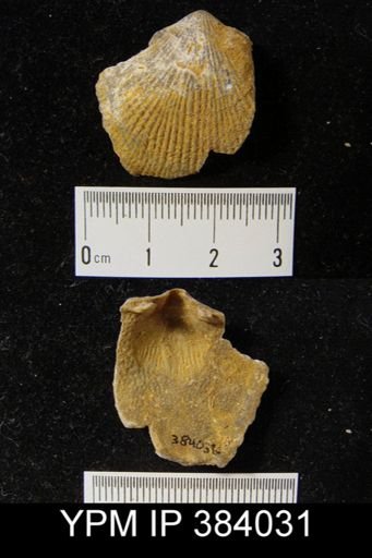 Atrypa reticularis