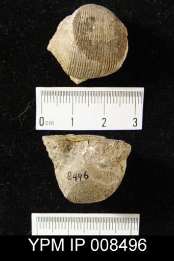 Productus altonensis