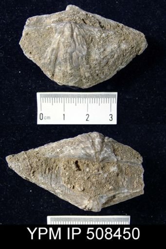 undet. Spiriferidae