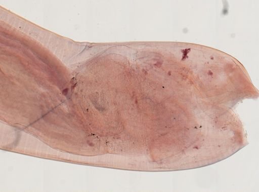 Oligacanthorhynchus microcephalus