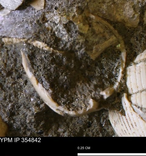 undet. Mollusca