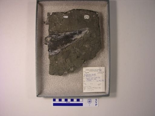 Dunkleosteus terrelli