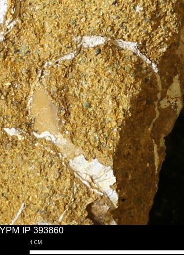 undet. Mollusca