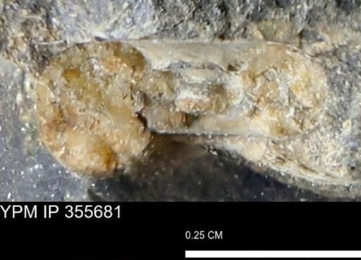 undet. Scaphitidae