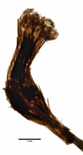 Acanella normani
