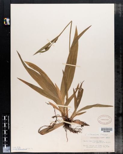 Carex laxiflora