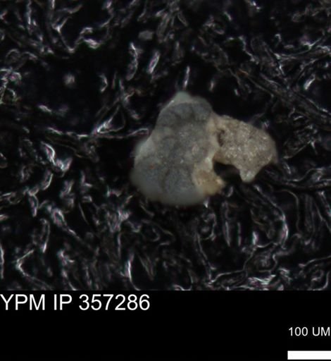 undet. Foraminiferida