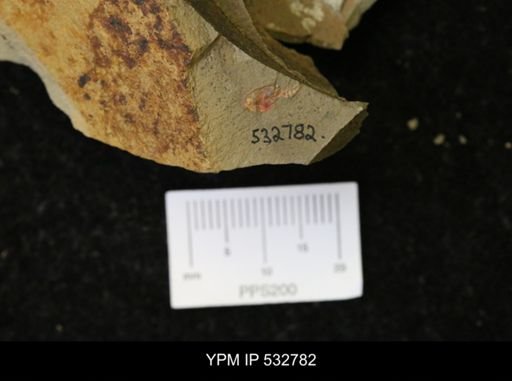 undet. Stylophora