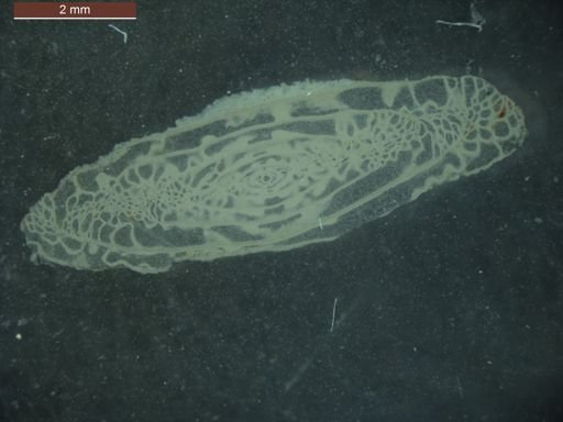 Triticites ohioensis