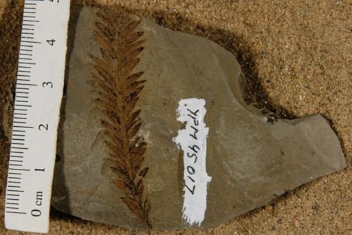 Parataxodium