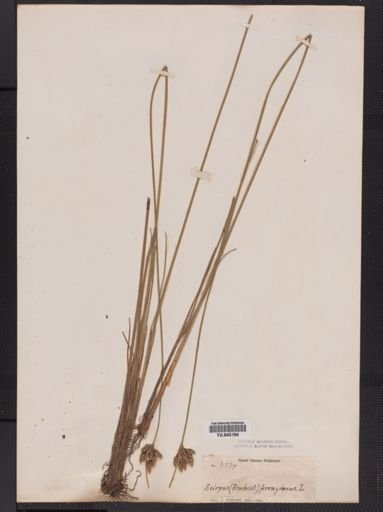 Fimbristylis