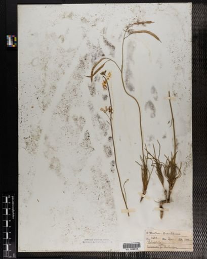 Plantae