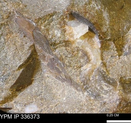 undet. Mollusca