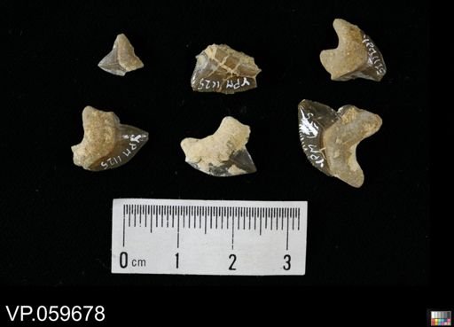 Squalicorax sp.