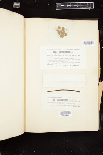 Conferva bombycina