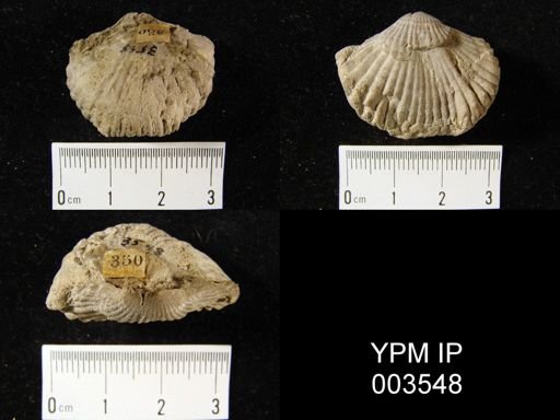 Rhynchonellida