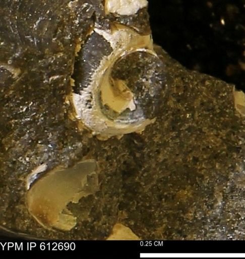 undet. Gastropoda