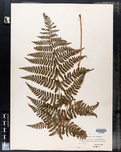 Aspidium spinulosum