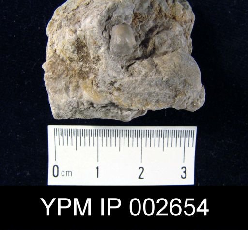 Camarophoria seminula
