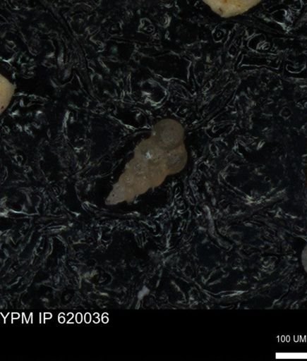 undet. Heterohelicidae