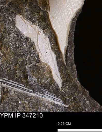 undet. Bivalvia