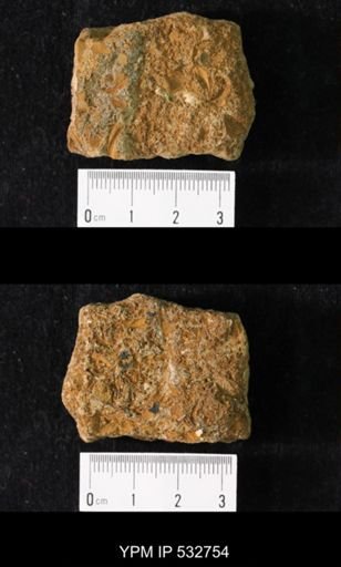 Crepicephalus iowensis