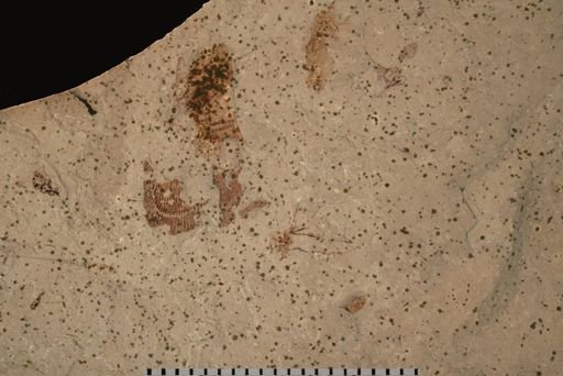 undet. Auchenorrhyncha