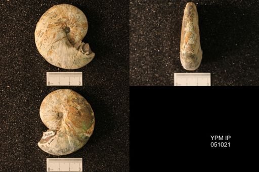 Hoploscaphites nicolletii