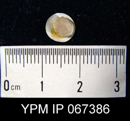 Rhipidomella oblata