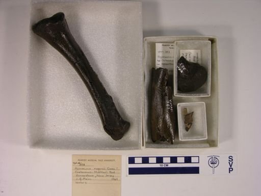 Hyposaurus rogersii