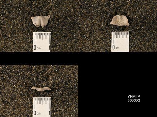 Chonetina flemingi