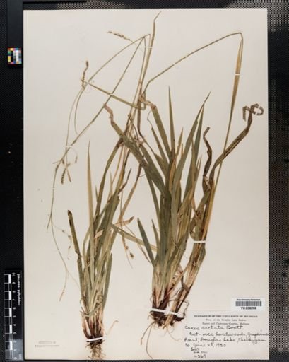 Carex arctata
