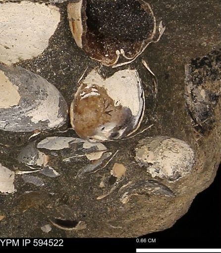 Protocardia sp.
