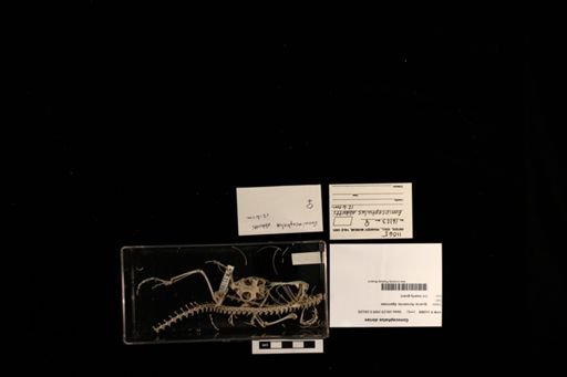 Gonocephalus doriae