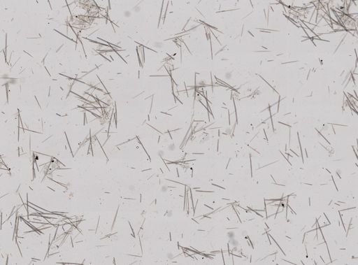 Halichondria bowerbanki