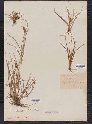Carex oederi