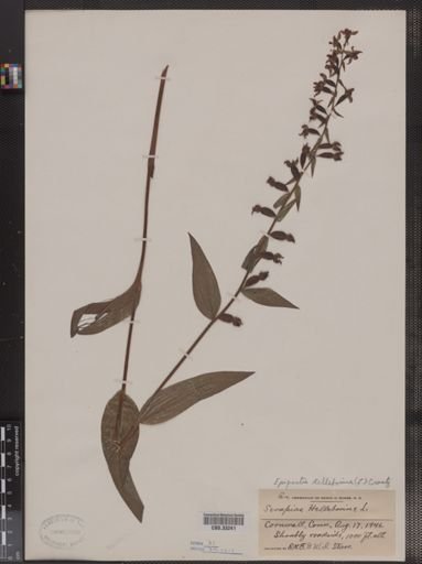Serapias helleborine