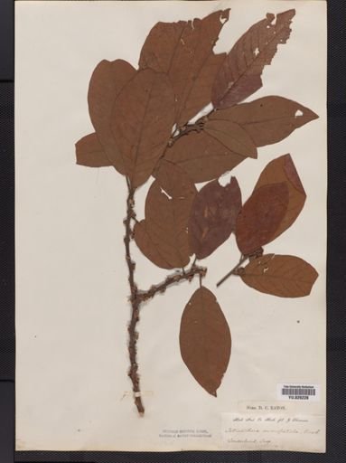 Litsea