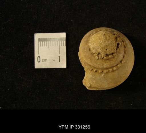 Trepospira sphaerulata