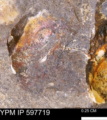 undet. Mollusca